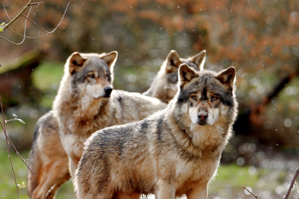 29. Guard Dogs